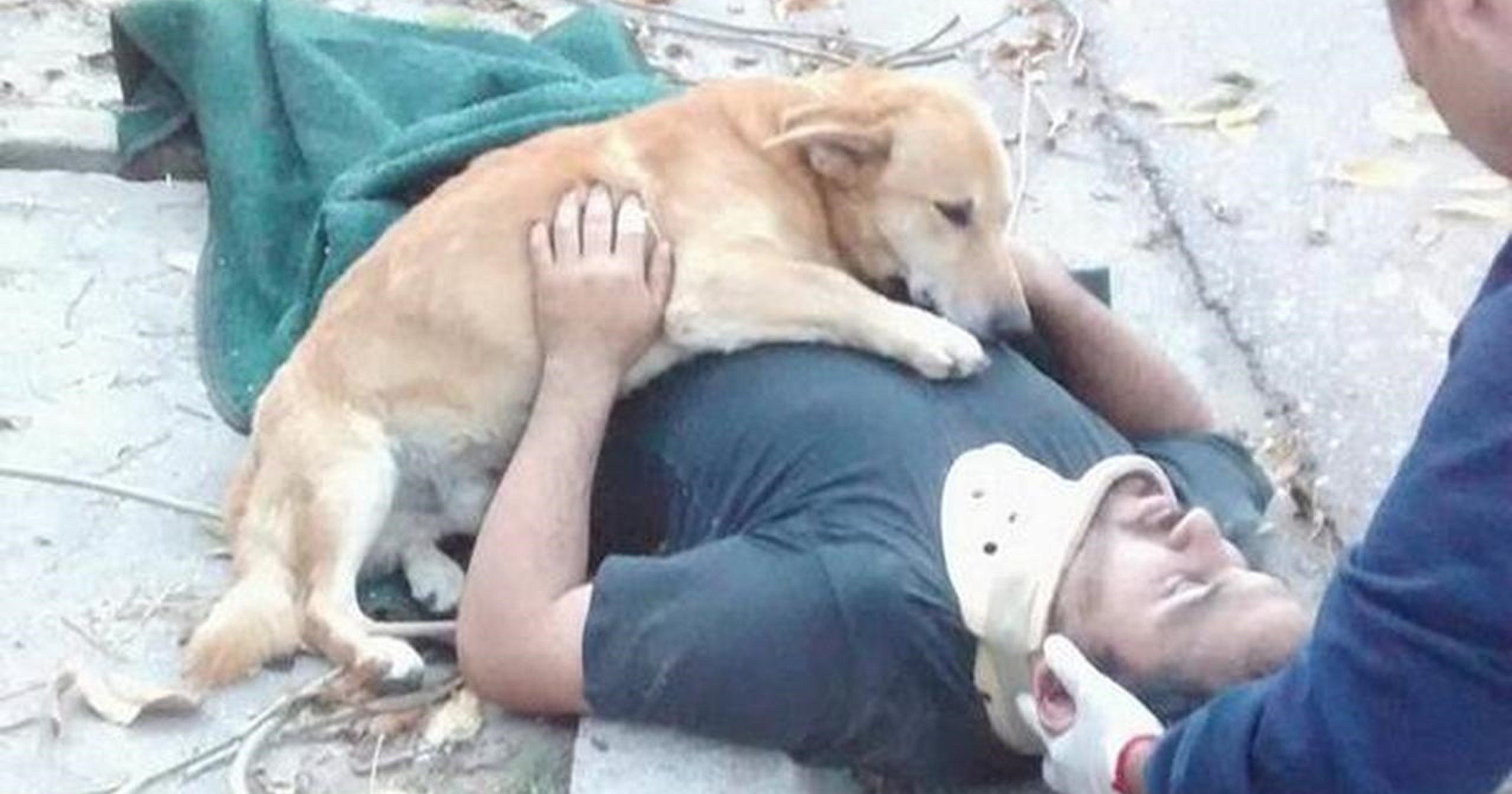 Viral: Pet Dog refuses to leave owner after accident