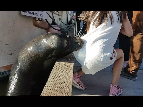 Video: Girl Pulled into Water by a Sea Lion in a Deadly Attack