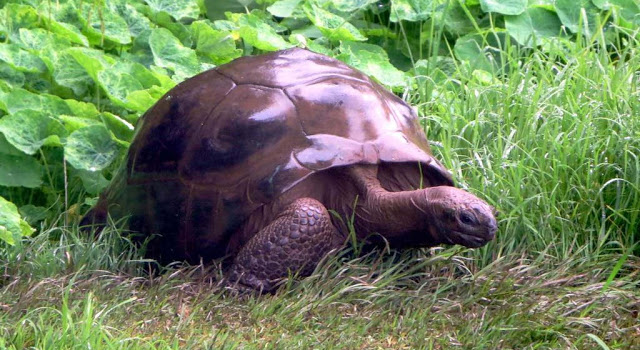 World’s oldest living land creature, a 186 year old tortoise, is possibly Gay