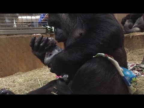 Watch: Viral video of a newborn baby gorilla being lovingly kissed by his mom