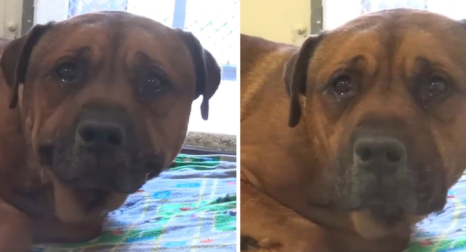 Watch: Dog Cries At Shelter-Home After Being Abandoned by His Owner!