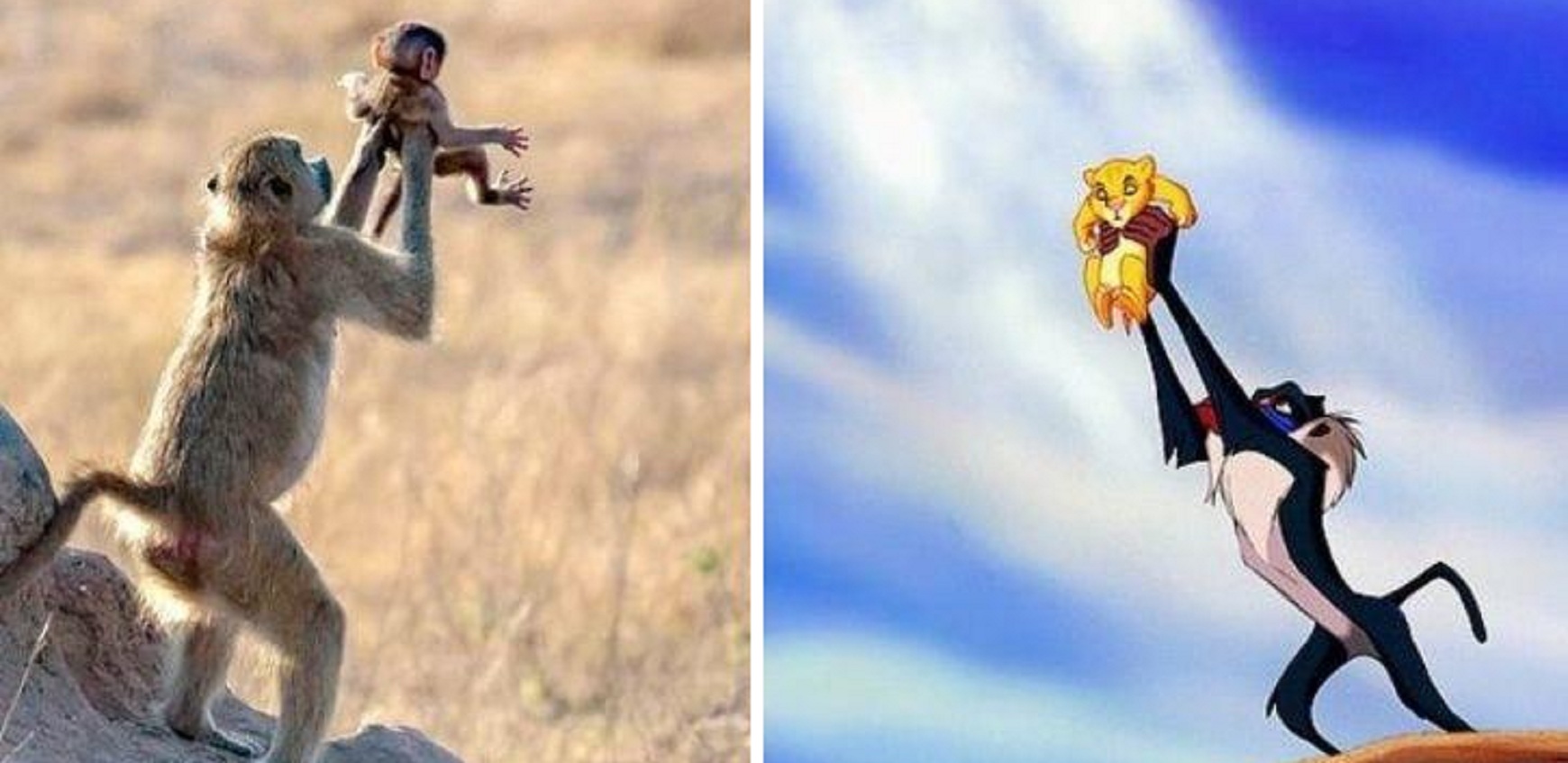Just Like the Iconic Scene from ‘The Lion King’, Monkey Holds Baby Up in the Air!