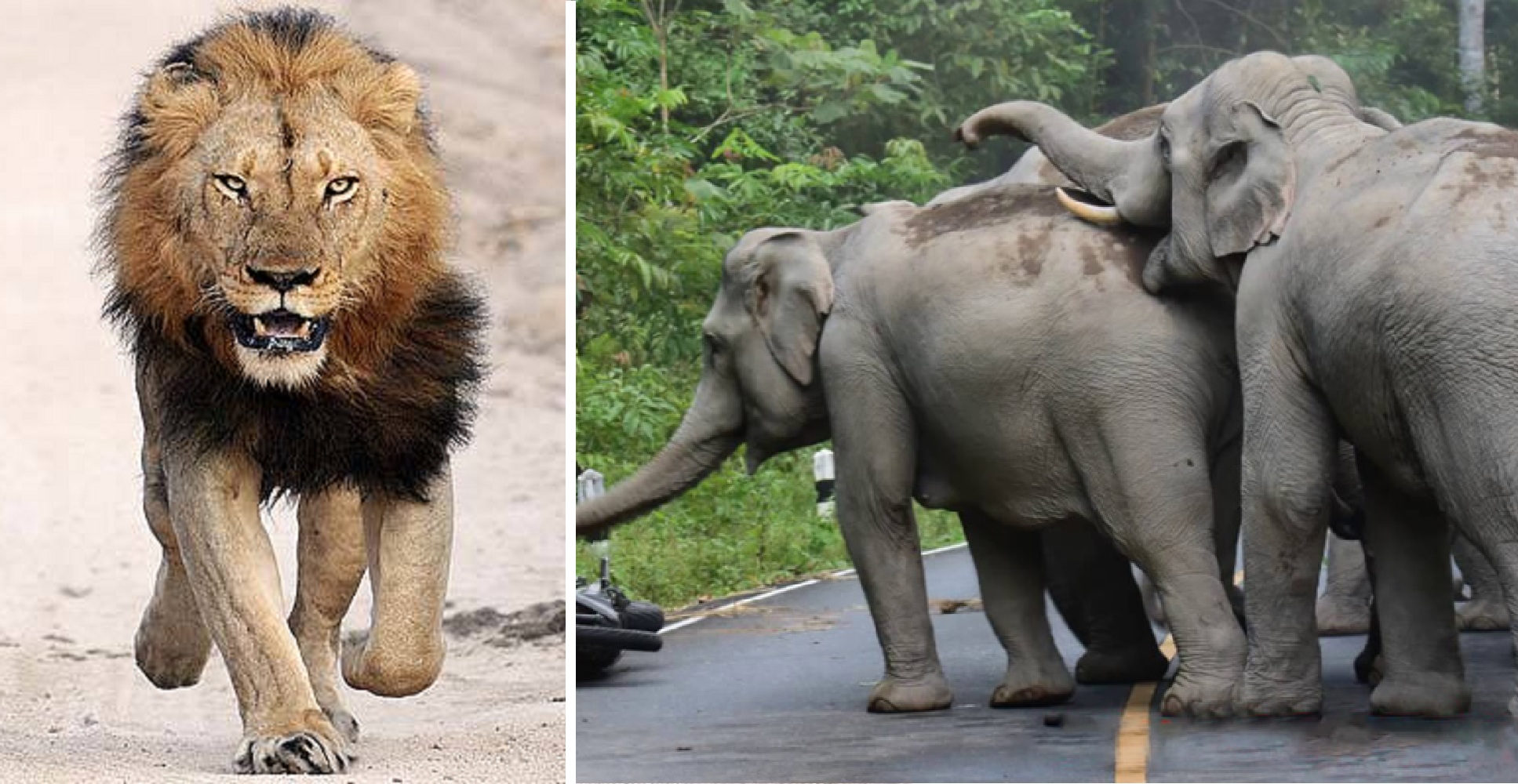 Had It Coming? Rhino Poacher Gets Crushed By Elephants and Eaten By Lions