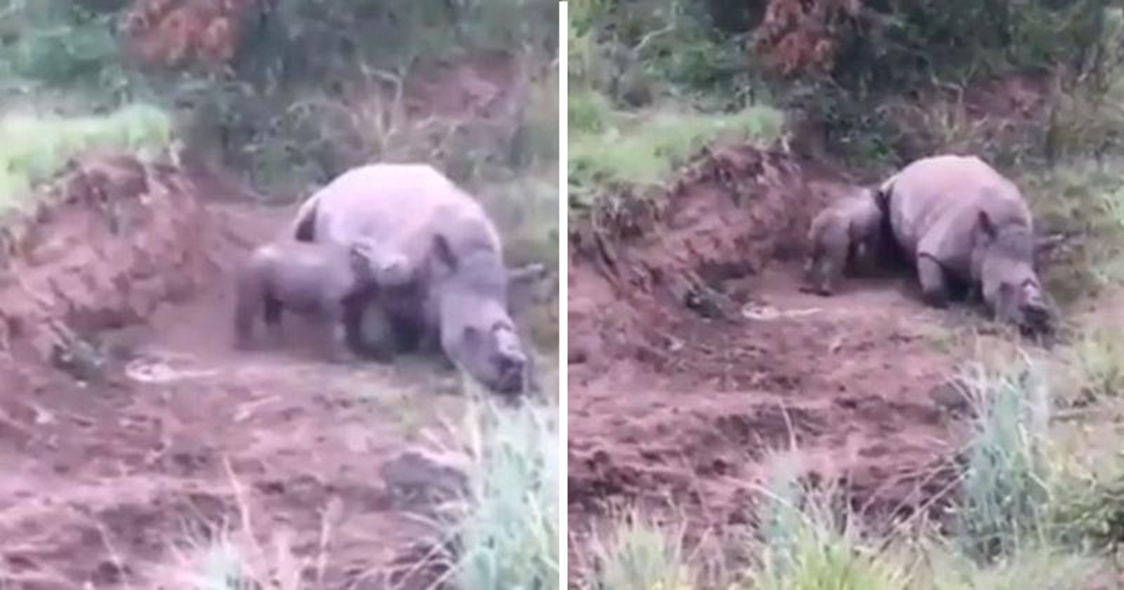 Heartbreaking Video: Baby Rhino Trying To Wake Its Dead Mom, Killed By Poachers