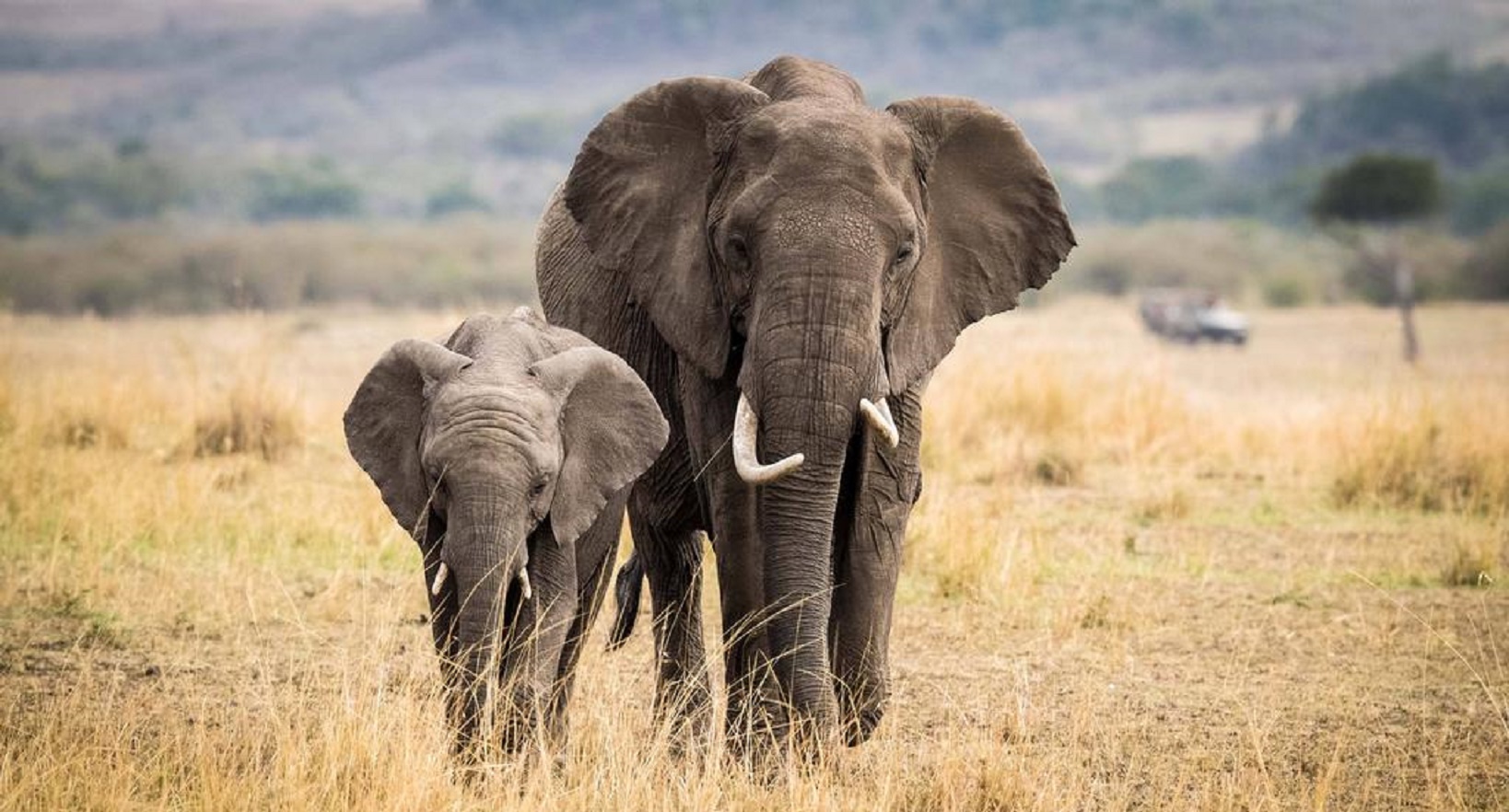 Kenya’s Elephant Population Has Doubled In The Last Three Decades