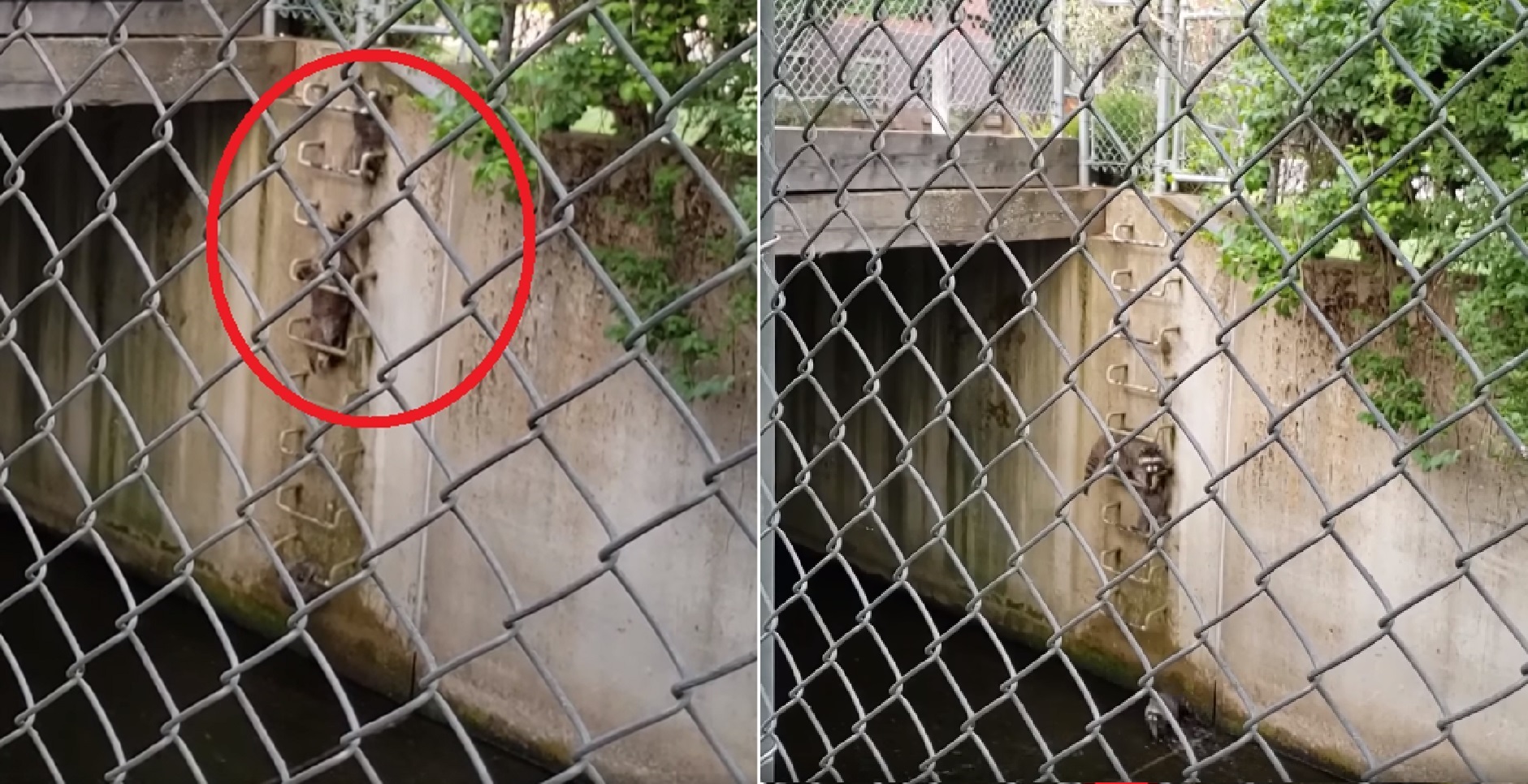Viral Video: Mama Raccoon Refuses To Leave Baby Stuck In Creek, Finally Rescues Him Up The Ladder