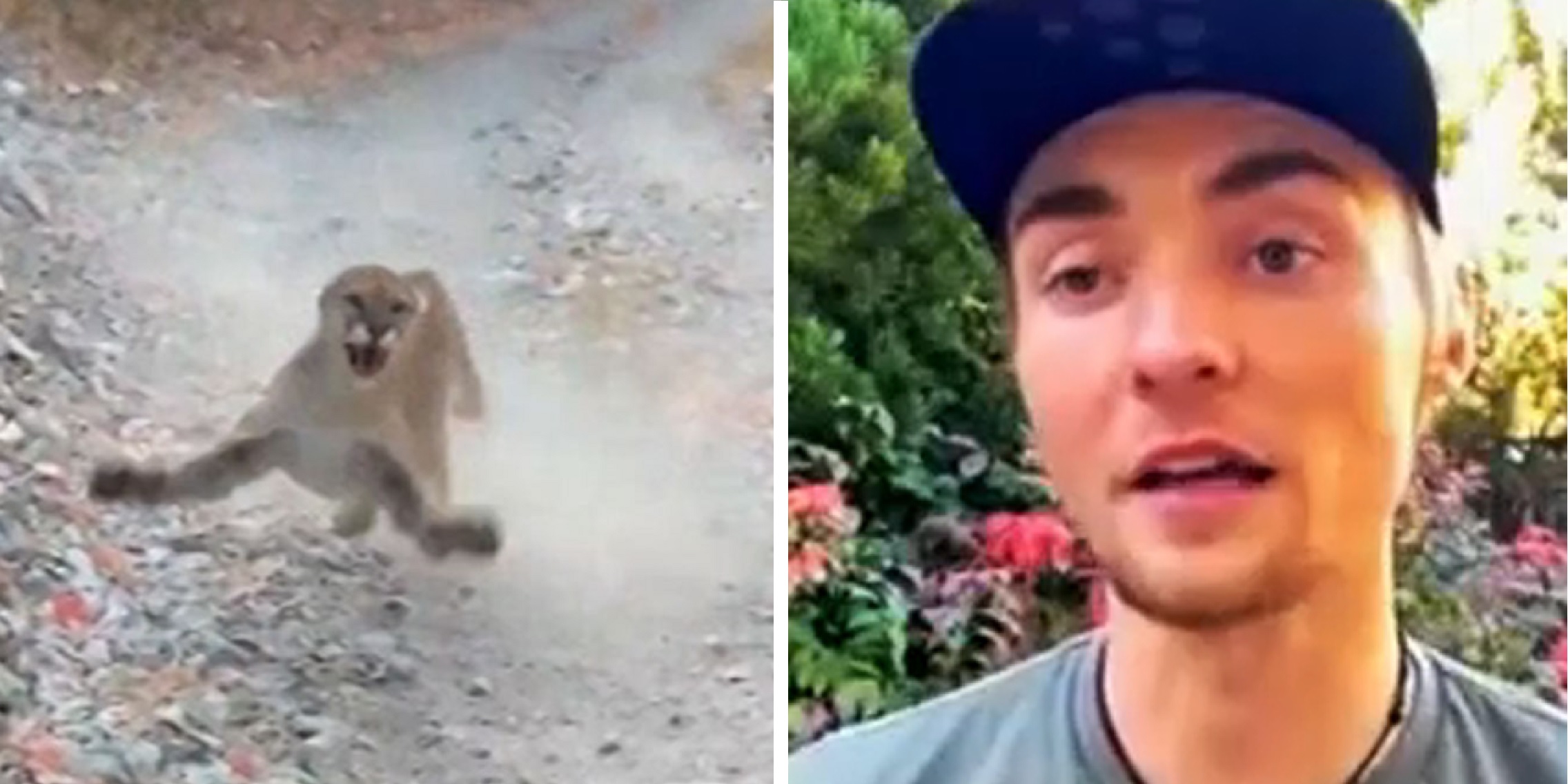 Man Survives After Being Chased By Wild Cougar For 6 Minutes, He Encountered While Jogging