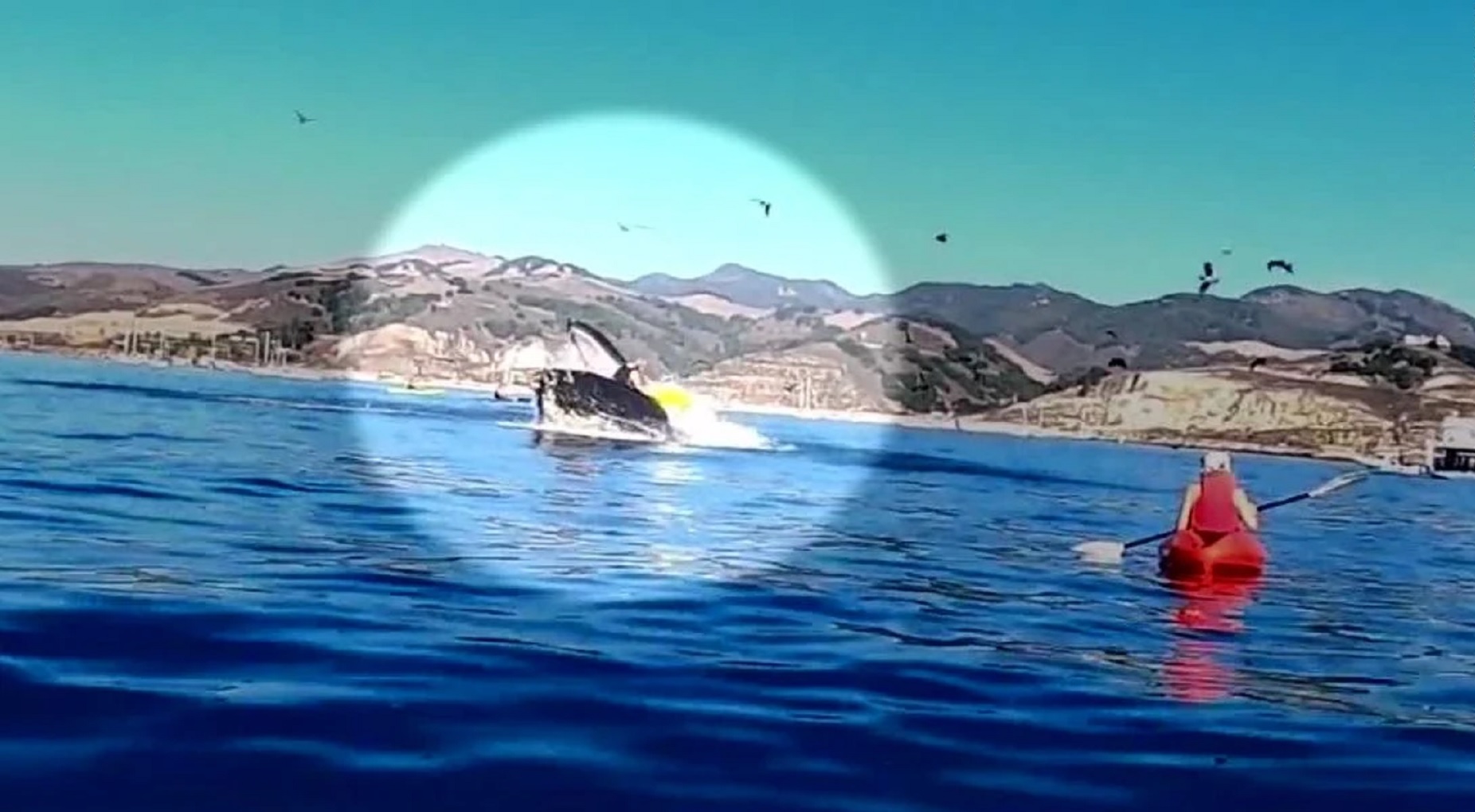 Watch: Viral Video Shows Kayaks ‘Nearly’ Swallowed By Whale
